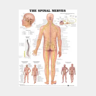 Anatomical Chart Co. The Spinal Nerves Anatomical Chart