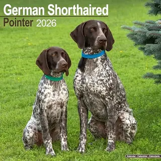 Avonside Publishing Ltd German Shorthair Pointer Calendar 2026 Square Dog Breed Wall Calendar - 16 Month