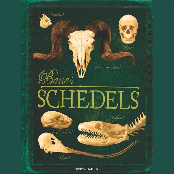 Bones Schedels thumbnail