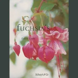 Fuchsia's