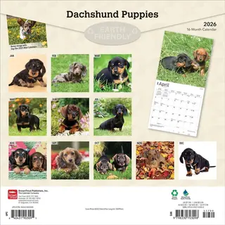BrownTrout Dachshund Puppies 2026 Square Flap Calendar