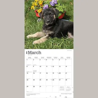 BrownTrout German Shepherd Puppies 2026 Square Flap Calendar