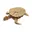Schildpad-01