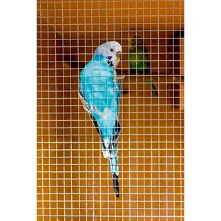 SupaGarden Cage & Aviary Welded Panel 6 X 6mm (0.6 X 0.9m)