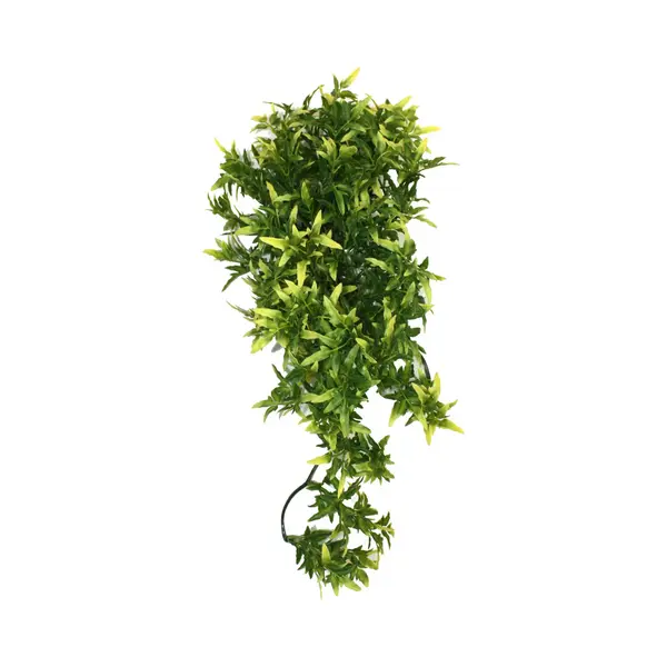 Komodo Croton Plant - 40 Cm thumbnail