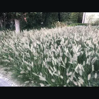Groendecor Tuinarchitectuur 6x Pennisetum Hameln Lampenpoetsersgras In 9x9cm Pot