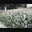 groen, wit