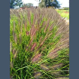 Groendecor Tuinarchitectuur 6x Pennisetum 'Black Beauty' Zwart Lampenpoetsersgras In 9x9cm Pot