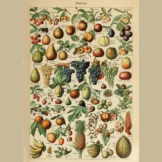 Esque Vintage Poster Fruit - Groenten En Planten Schoolplaat - Alphonse Millot - Large 50x70