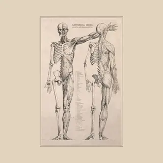 Esque Vintage Poster Anatomie Van Het Menselijk Lichaam - Skelet, Hart, Spieren En Organen - 50x70 Cm