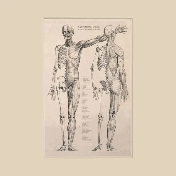Esque Vintage Poster Anatomie Van Het Menselijk Lichaam - Skelet, Hart, Spieren En Organen - 50x70 Cm thumbnail