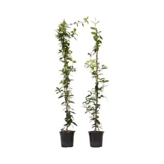 Plant In A Box - Trachelospermum Jasminoides - Set Van 2 Jasmijn Xl - Winterharde Klimplant - Pot 17cm - Hoogte 110-120cm