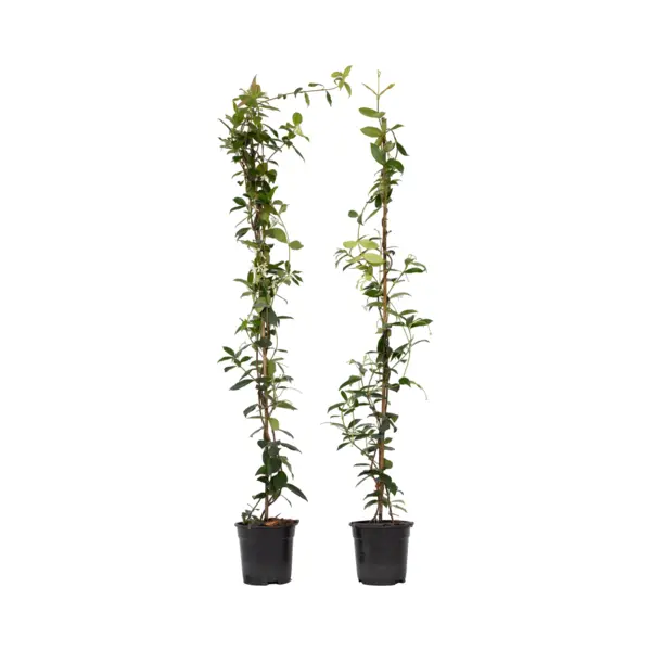 Plant In A Box - Trachelospermum Jasminoides - Set Van 2 Jasmijn Xl - Winterharde Klimplant - Pot 17cm - Hoogte 110-120cm thumbnail