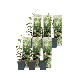Plant In A Box - Toscaanse Jasmijn Set Van 6 - Witte Sterjasmijn Tuinplanten - Pot 9cm - Hoogte 25-40cm