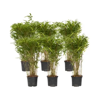 Plant In A Box - Fargesia Nitida 'Gansu' - Set Van 6 - Wintergroene Niet Woekerende Bamboe - Pot 17cm - Hoogte 50-70cm