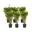 6x kweekpot