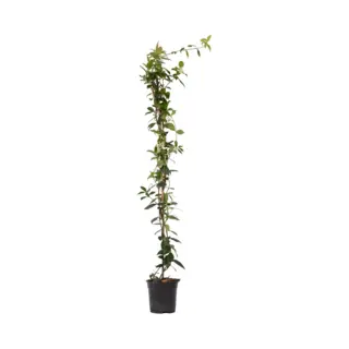 Plant In A Box - Trachelospermum Jasminoides - Jasmijn Xl - Winterharde Klimplant - Pot 17cm - Hoogte 110-120cm