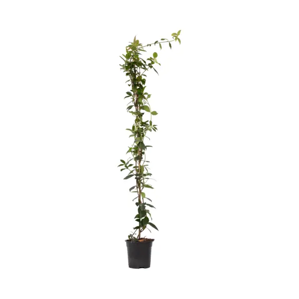 Plant In A Box - Trachelospermum Jasminoides - Jasmijn Xl - Winterharde Klimplant - Pot 17cm - Hoogte 110-120cm thumbnail