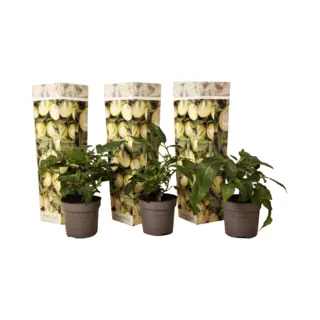 Plant In A Box - Solanum Muricatum 'Pepino Gold' - Meloenpeer - Set Van 3 - Pot 9cm - Hoogte 25-40cm