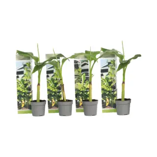 Plant In A Box - Musa Basjoo - Set Van 4 - Winterharde Bananenplanten - Tuinbanaan - Pot 9cm - Hoogte 25-40cm