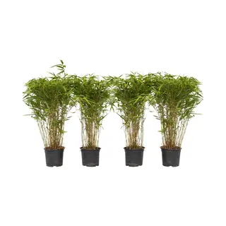 Plant In A Box - Fargesia Nitida 'Gansu' - Set Van 4 - Wintergroene Niet Woekerende Bamboe - Pot 17cm - Hoogte 50-70cm