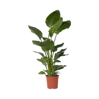 Plant In A Box - Strelitzia Nicolai - Paradijsvogelbloem - Paradijsvogelplant - Xxl Groene Kamerplant - Pot 28cm - Hoogte 150-170cm