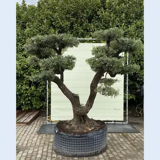 Tropictrees Olijfboom Pon - Olea Europea