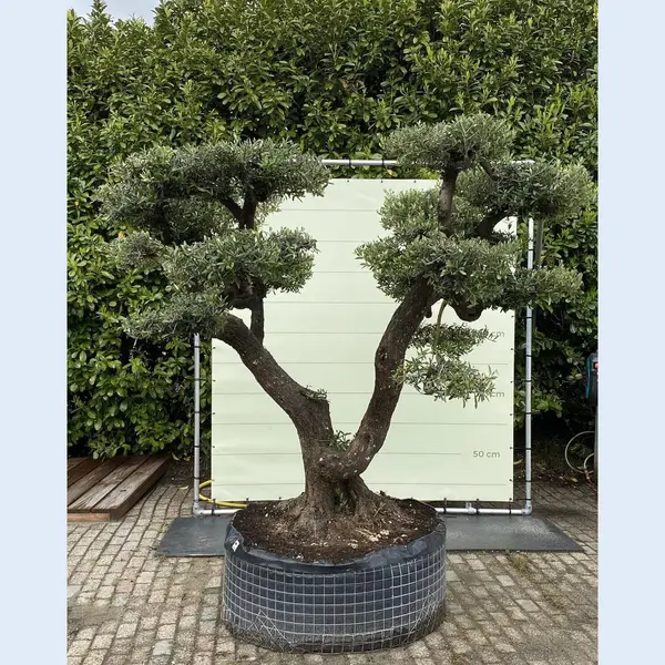 Tropictrees Olijfboom Pon - Olea Europea thumbnail