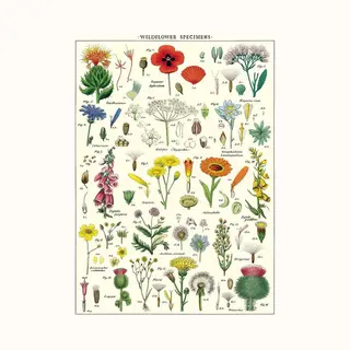 Poster Wildflowers - Cavallini & Co - Schoolplaat