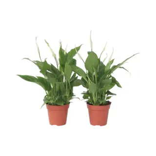 Spathiphyllum 'Lepelplant' - Set Van 2 - Luchtzuiverend - Kamerplant - Pot 12cm - Hoogte 30-40cm