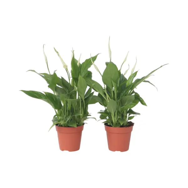 Spathiphyllum 'Lepelplant' - Set Van 2 - Luchtzuiverend - Kamerplant - Pot 12cm - Hoogte 30-40cm thumbnail