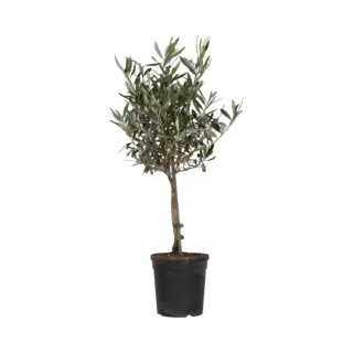Plant In A Box Olijfboom Op Stam - Olea Europaea - Pot ⌀17 Cm -Hoogte 50-60 Cm