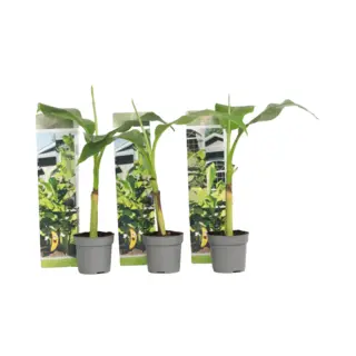 Plant In A Box - Musa Basjoo - Set Van 3 - Winterharde Bananenplanten - Tuinbanaan - Pot 9cm - Hoogte 25-40cm