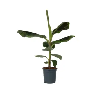 Plant In A Box - Musa Cavendish - Kamerplant - Dwarf Cavendish - Pot 21cm - Hoogte 90-100cm