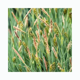 Moerings Phragmites Australis | Riet | In 18CM Mand Kant En Klaar