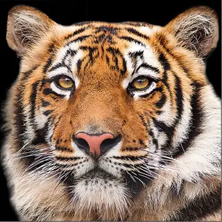 Ambiente Set Van 20 Servetten Wilde Tijger | Dieren | Azië | Tafeldecoratie | Decoupage | Servettechniek 33 X 33 Cm