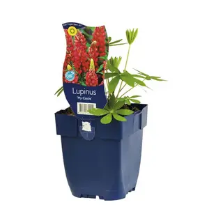 Qfb Gardening Lupine (Lupinus) 'My Castle'