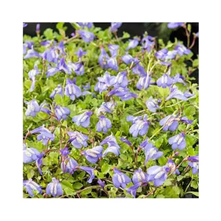 Moerings Mazus Reptans Blauw | Mazus | 18CM Mand Kant En Klaar Mazus | 18CM Mand Kant En Klaar