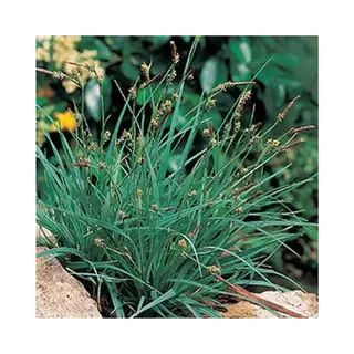 Moerings Carex Panicea | Zegge | In 9CM Pot