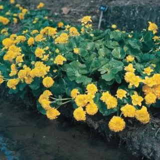Moerings Caltha Palustris Multiplex | Dubbele Dotterbloem | In 9CM Pot