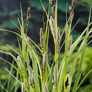 Moerings waterplanten Oeverzegge (Carex Riparia) Moerasplant (6-stuks)