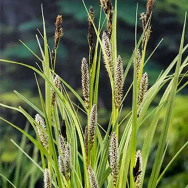 Moerings waterplanten Oeverzegge (Carex Riparia) Moerasplant (6-stuks) thumbnail