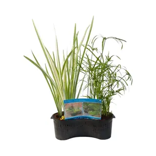 Moerings Mixmand Met Drijfring