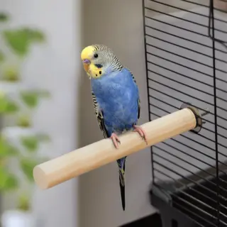 Nobleza Zitstok Voor Vogel - Stok Voor In De Vogelkooi - Lengte 20 Cm