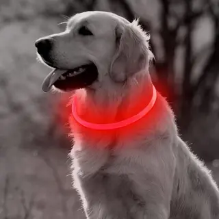 Professor Q Led Halsband Hond - Lichtgevende Halsband Hond - Rood - M - Usb Oplaadbaar