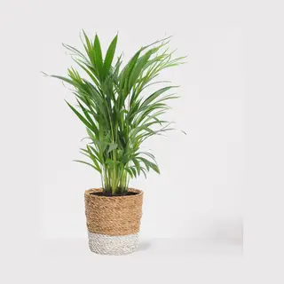 What-Women-Want Areca In Luxe Siermand Amber Wit – Luchtzuiverende Kamerplant – Eenvoudig Te Onderhouden Goudpalm - ↕55-70cm - Ø18 – Geleverd Met Plantenpot