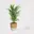 Areca Amber wit