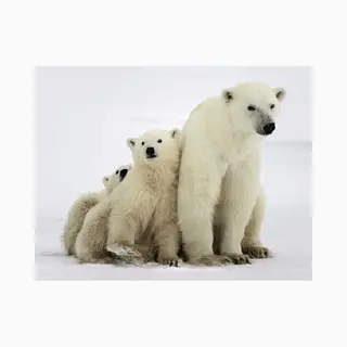 Dieren Magneet 3D Ijsberen
