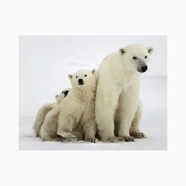 Dieren Magneet 3D Ijsberen thumbnail