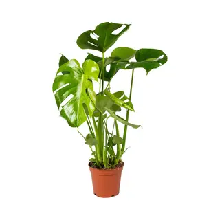 Bloomique Monstera Deliciosa - Gatenplant - Kamerplant - Luchtzuiverend - ⌀17 Cm - 50-60 Cm